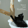 Load image into Gallery viewer, Cloud Forest Cat Tree in natural real wood and white plush, diagonal focus on wood trunk with rope, a real wood cat tree for scratching.