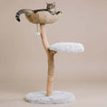 Load image into Gallery viewer, Willow Branch Minimalist Cat Perch in real wood, angled top view of basket top and plush base, a cozy elevated cat bed.