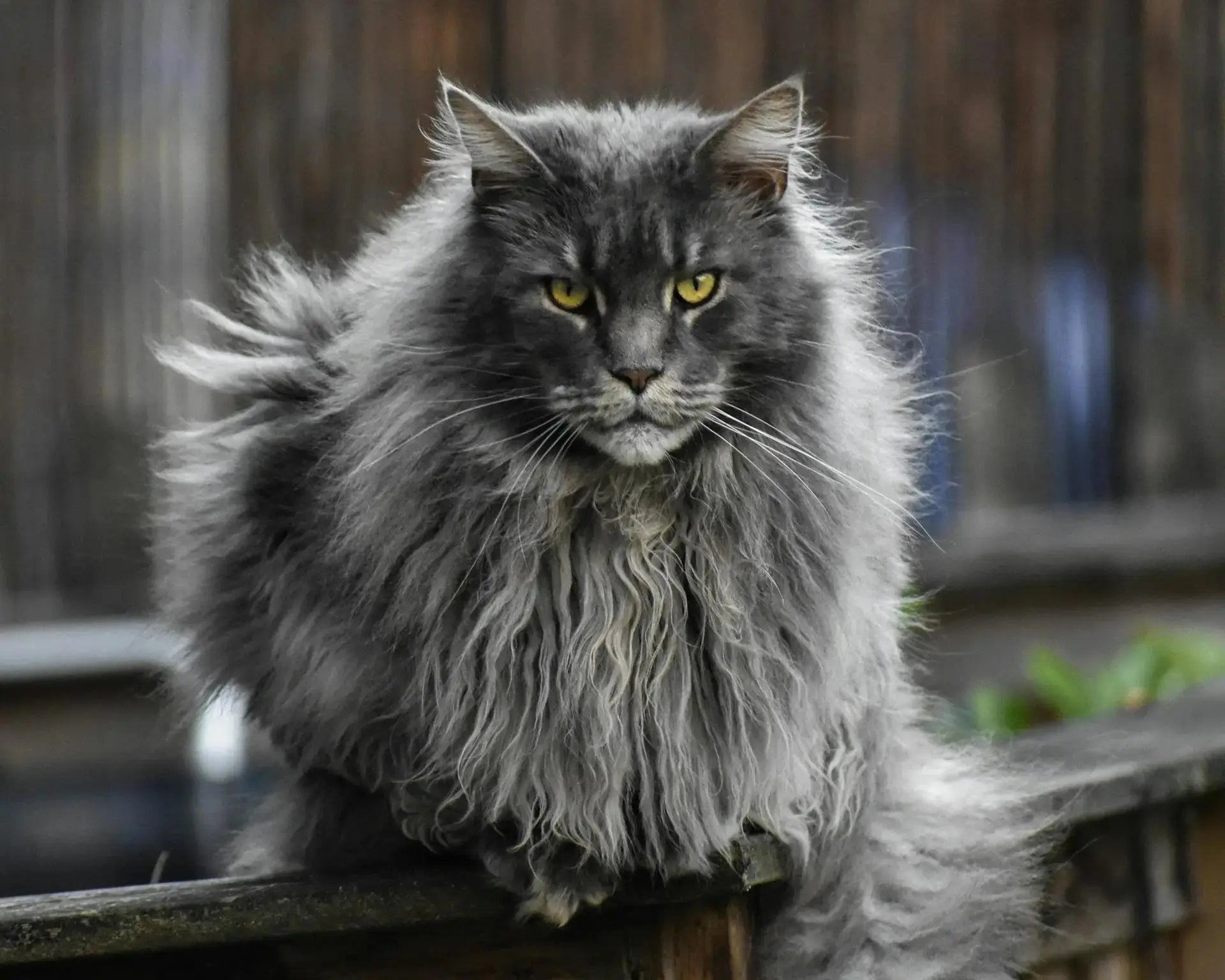 A large, fluffy grey Maine Coon cat with intense yellow eyes perched on a weathered wooden fence.