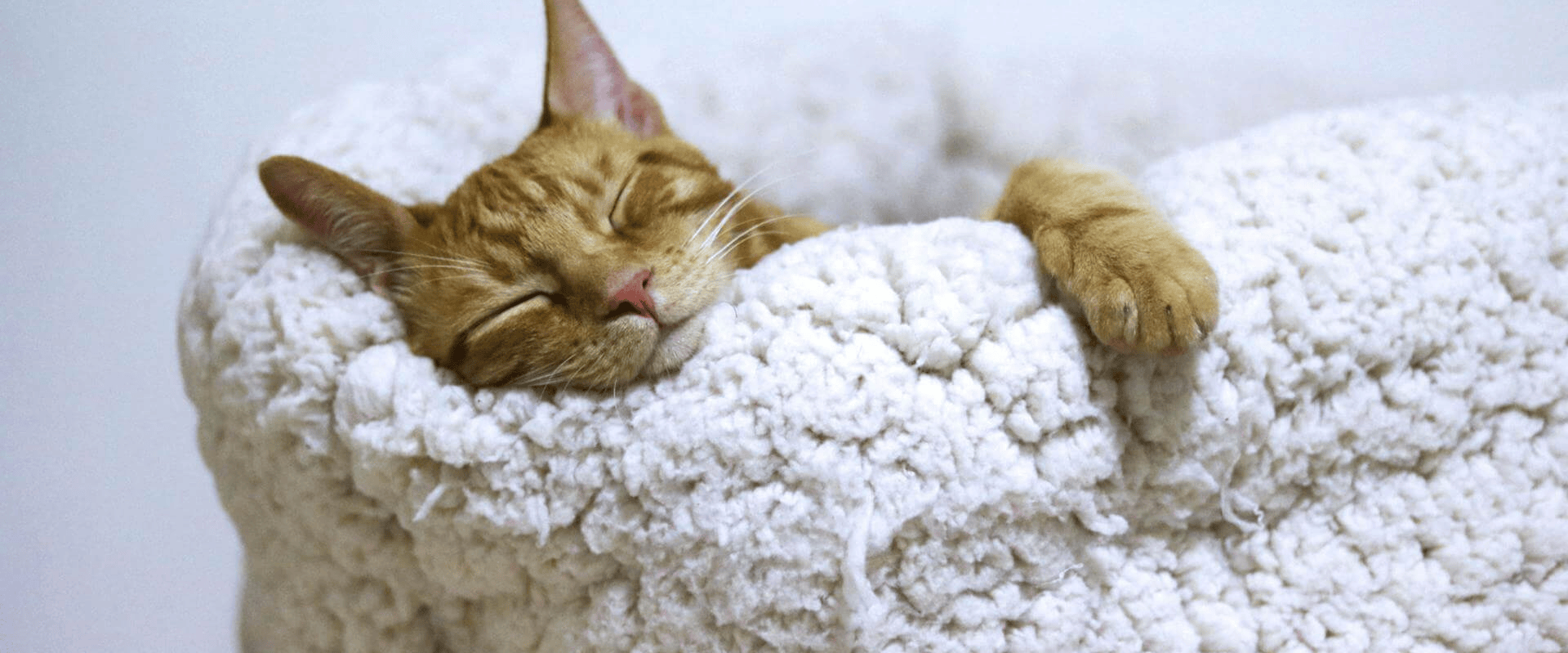 Cat Caves and Cozy Nests