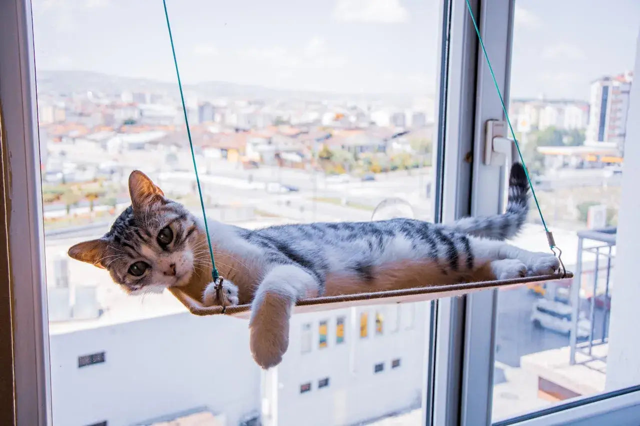 Tabby cat lying on a window-mounted cat hammock, looking at the camera with a city skyline in the background