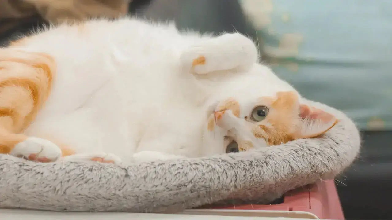 An orange and white cat lying upside down and looking toward the camera while resting in a round, fluffy grey pet bed.