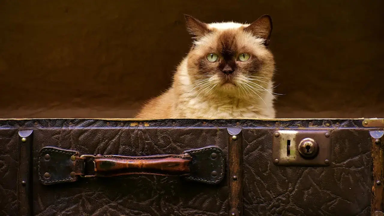 A fluffy, stern-looking colorpoint cat with light green eyes peering out from inside an old, dark brown leather suitcase.