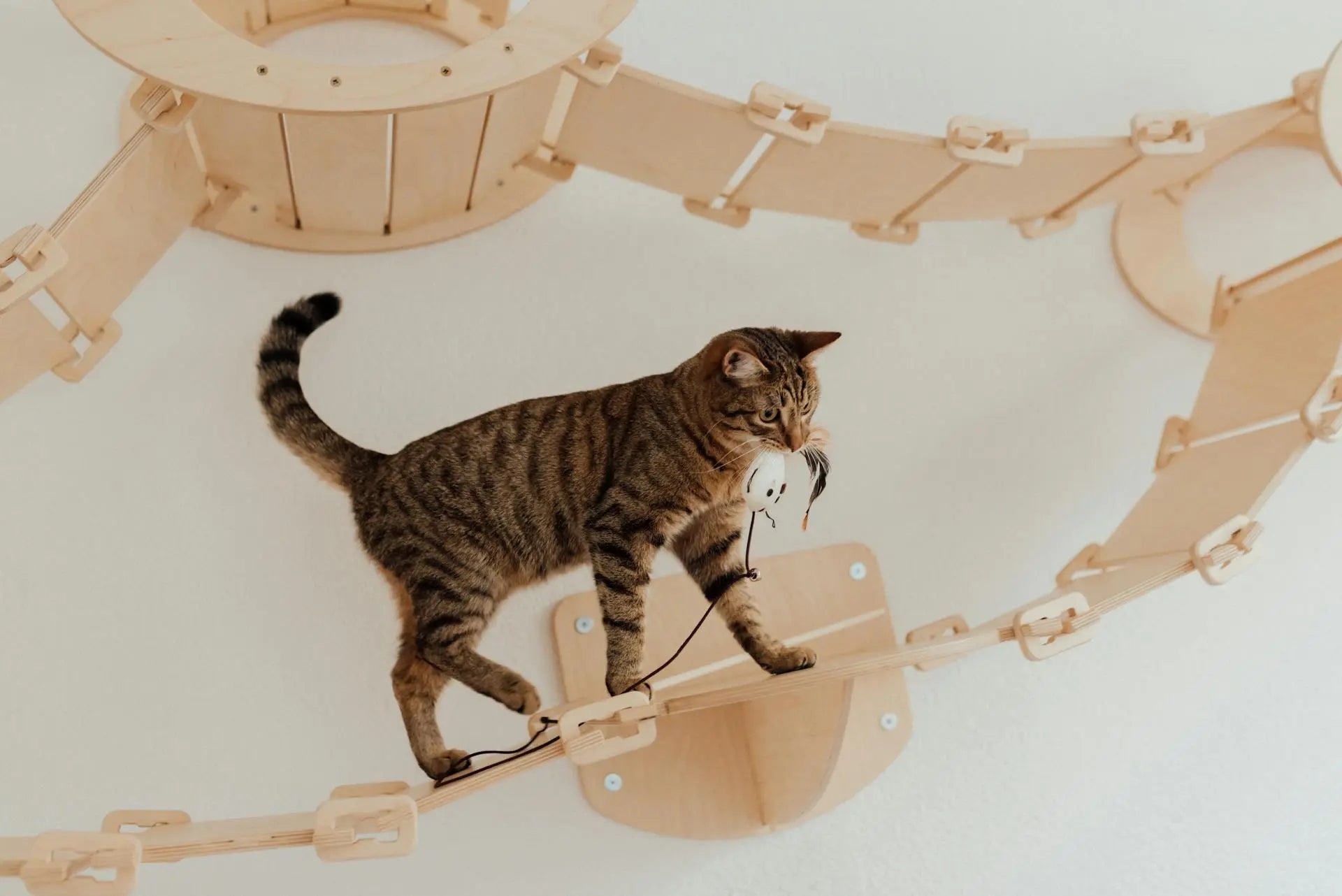 Best Cat Wall Shelves in 2026 - The Complete Guide to Modular Cat Wall Systems