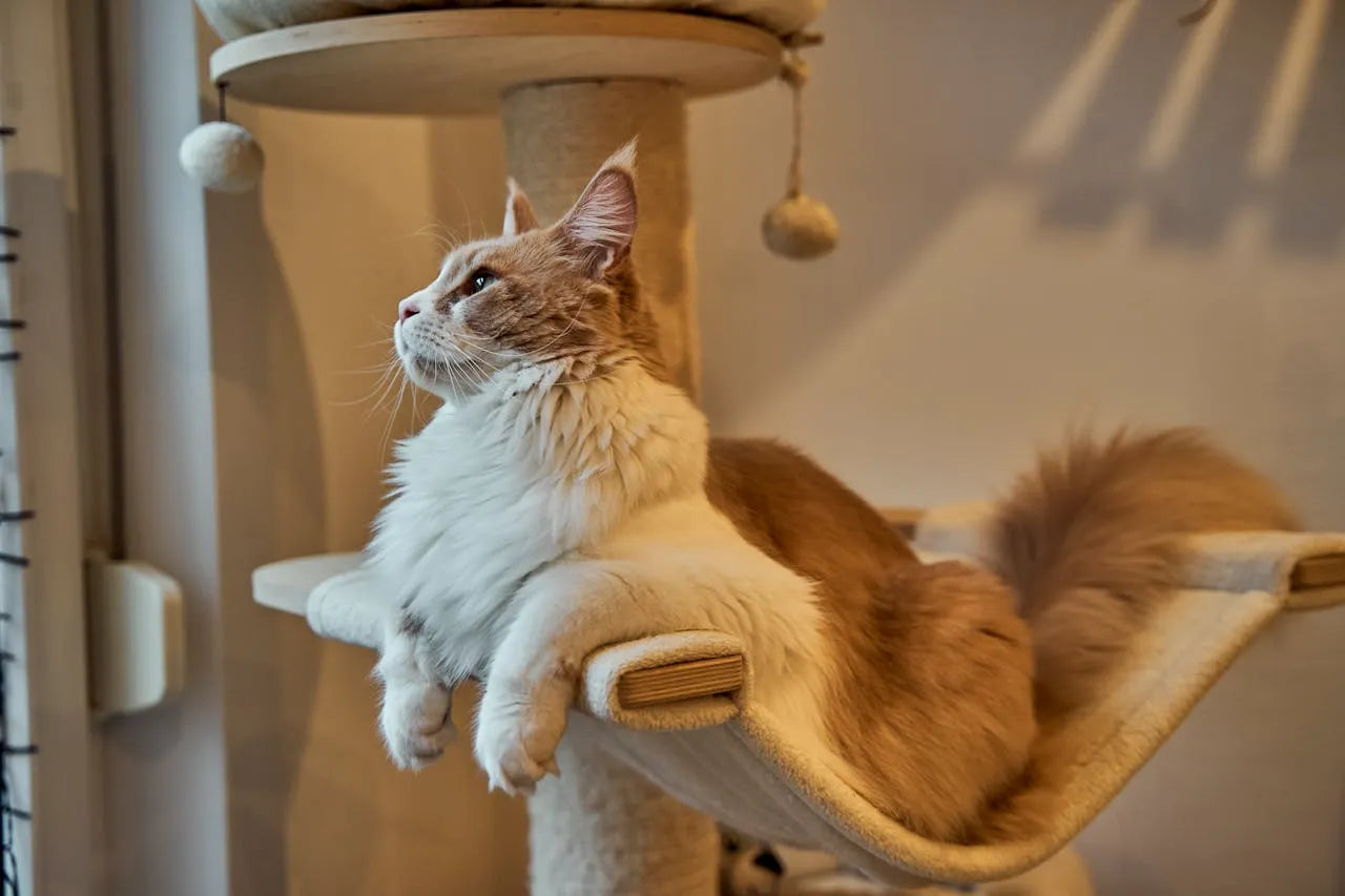 Large Maine Coon cat lounging on a sisal cat tree — best cat trees for Maine Coon 2026