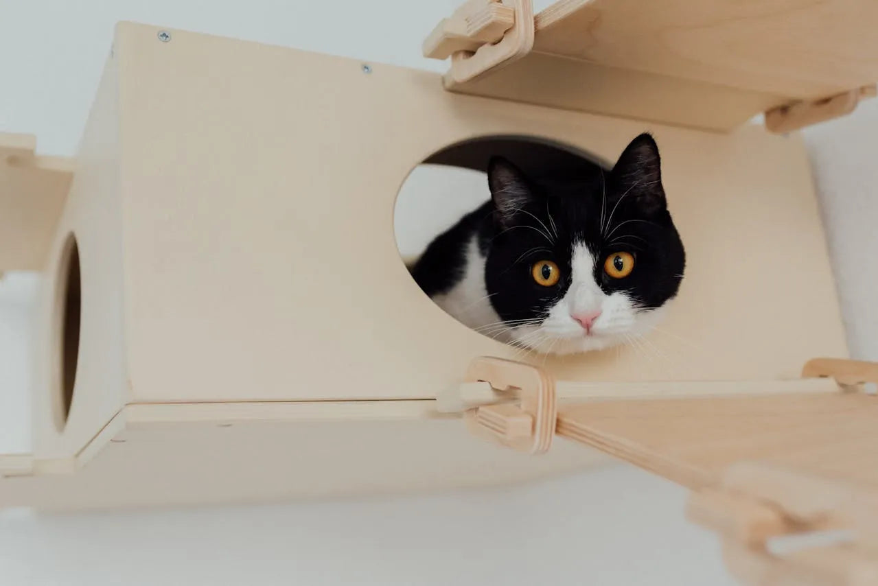 A black and white tuxedo cat with wide amber eyes looks out of a circular opening in a light-colored wooden, wall-mounted cat house.