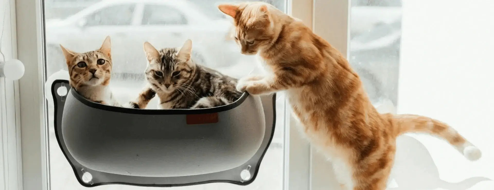 No-Drill Cat Furniture for Renters