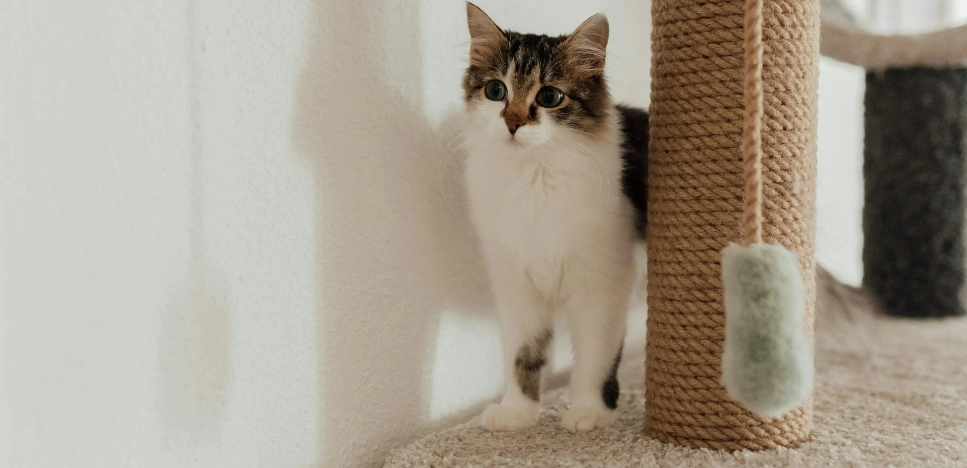 Japandi Cat Trees & Luxury Towers