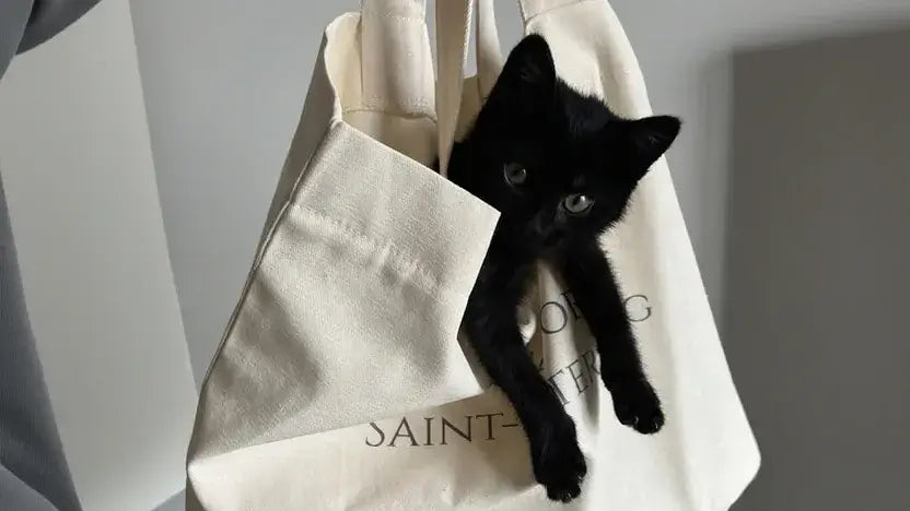 Black cat in tote bag