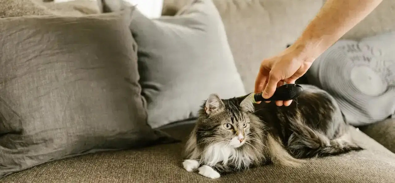 Main coon being comb nicely