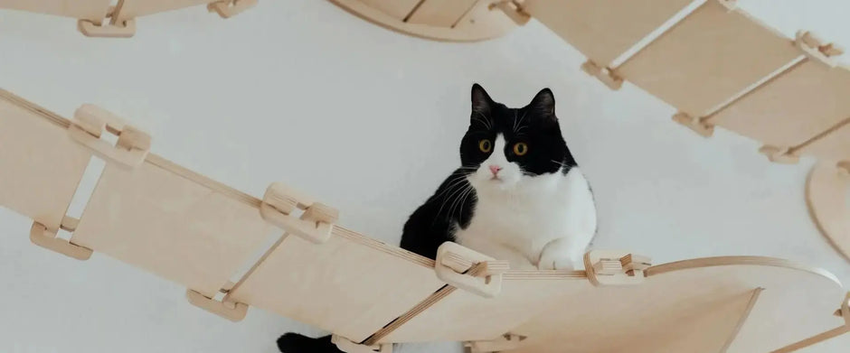 A black and white cat sitting high up on a wooden wall-mounted cat bridge against a white wall.