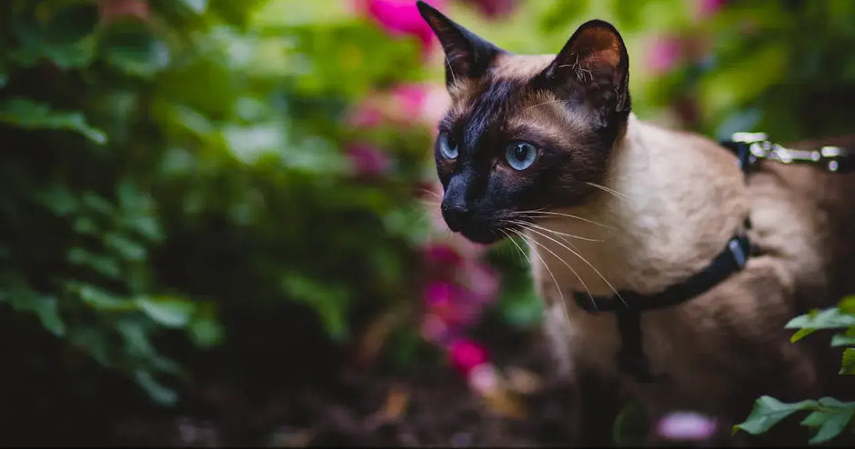 Siamese cat safely exploring a blooming garden wearing the Lumina outdoor walking harness and leash.