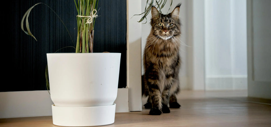 Close up to a main coon