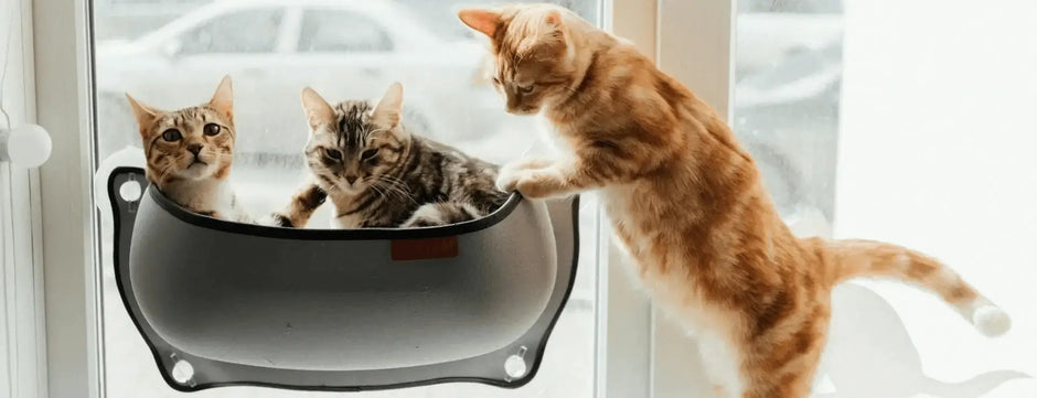 Two kittens and a big cat on a window perch