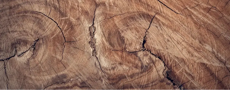 Close view of a wood log