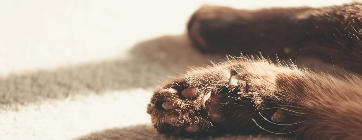 Close-up of a cat's paw pads, showing dark brown toes and a hint of fur, resting on a light-colored, fuzzy surface in warm sunlight