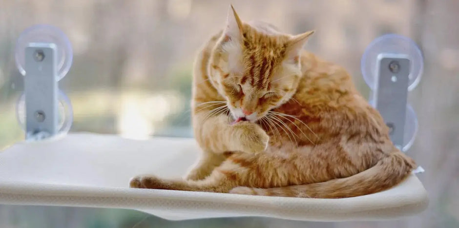 Orange tabby cat grooming itself on a modern window‑mounted cat perch with no‑drill installation.