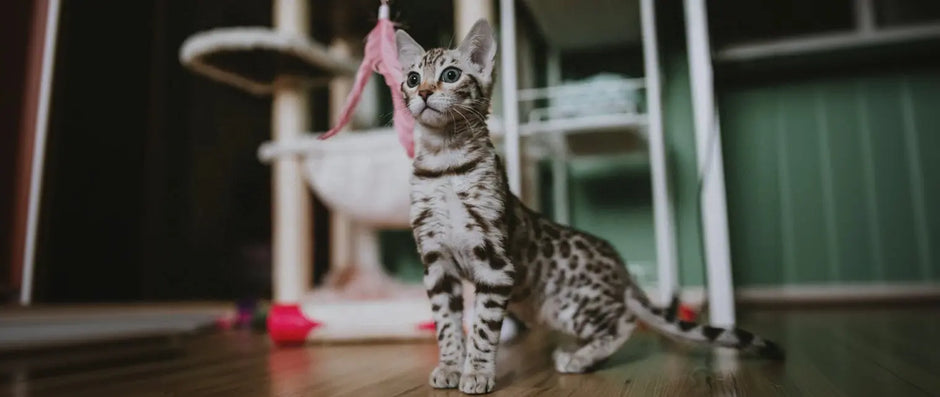 Curious Bengal kitten with a spotted coat standing on a wooden floor, looking up near a cat tree.