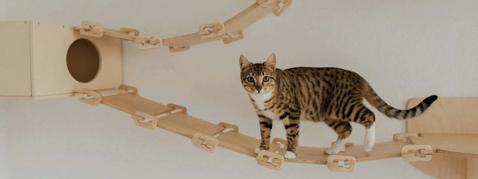 An indoor cat navigating a multi-piece Meowshelf climbing system, featuring a slatted wooden bridge connecting to a square wall-mounted cat house with a circular entrance hole.