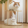 Load image into Gallery viewer, Enso 3-in-1 dual cat interaction view showing the elevated cat perch function, a sturdy cat tower for multiple cats.

