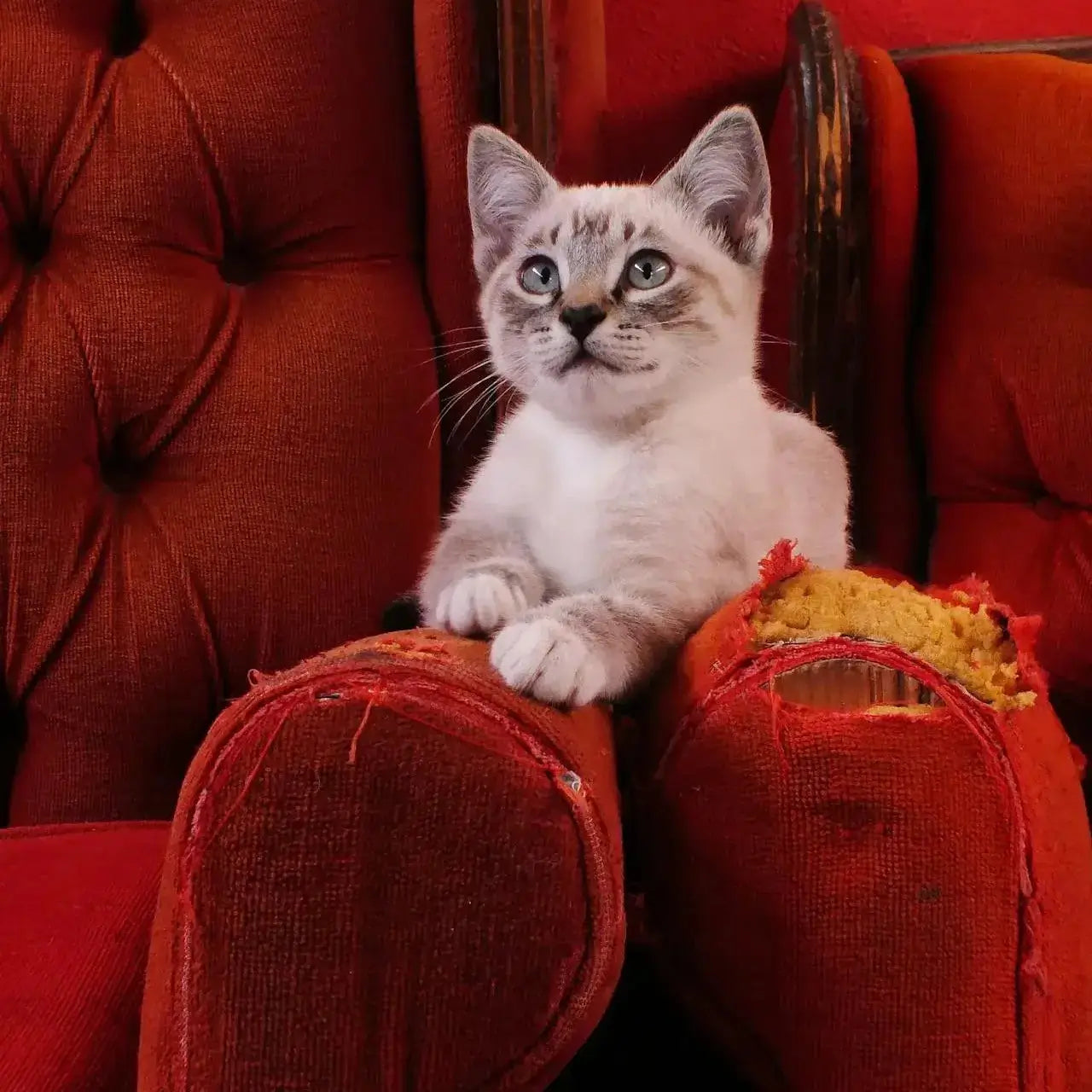 A light-colored kitten with blue eyes sitting innocently on a red tufted sofa. The armrests of the sofa are heavily shredded from cat scratching, exposing the yellow foam stuffing underneath.