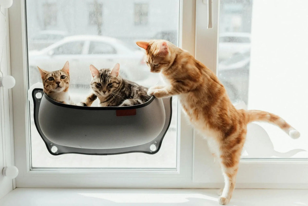 Two kittens and a big cat on a window perch