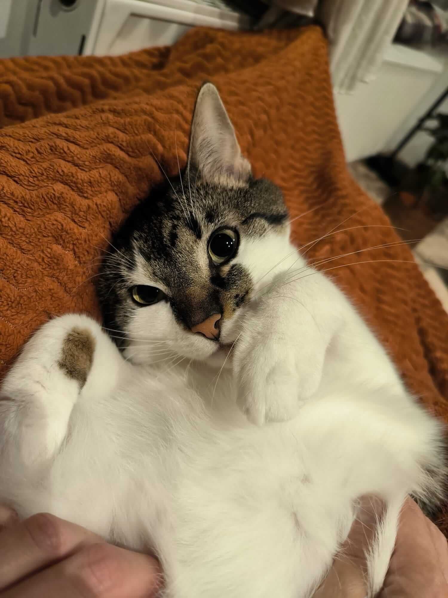 A close-up of a tabby and white cat lying on its back, being cradled in a person's hands against a textured orange blanket. The cat has wide, dark eyes and a white belly, with its front paws curled up towards its face. One white paw features a distinct brown spot.
