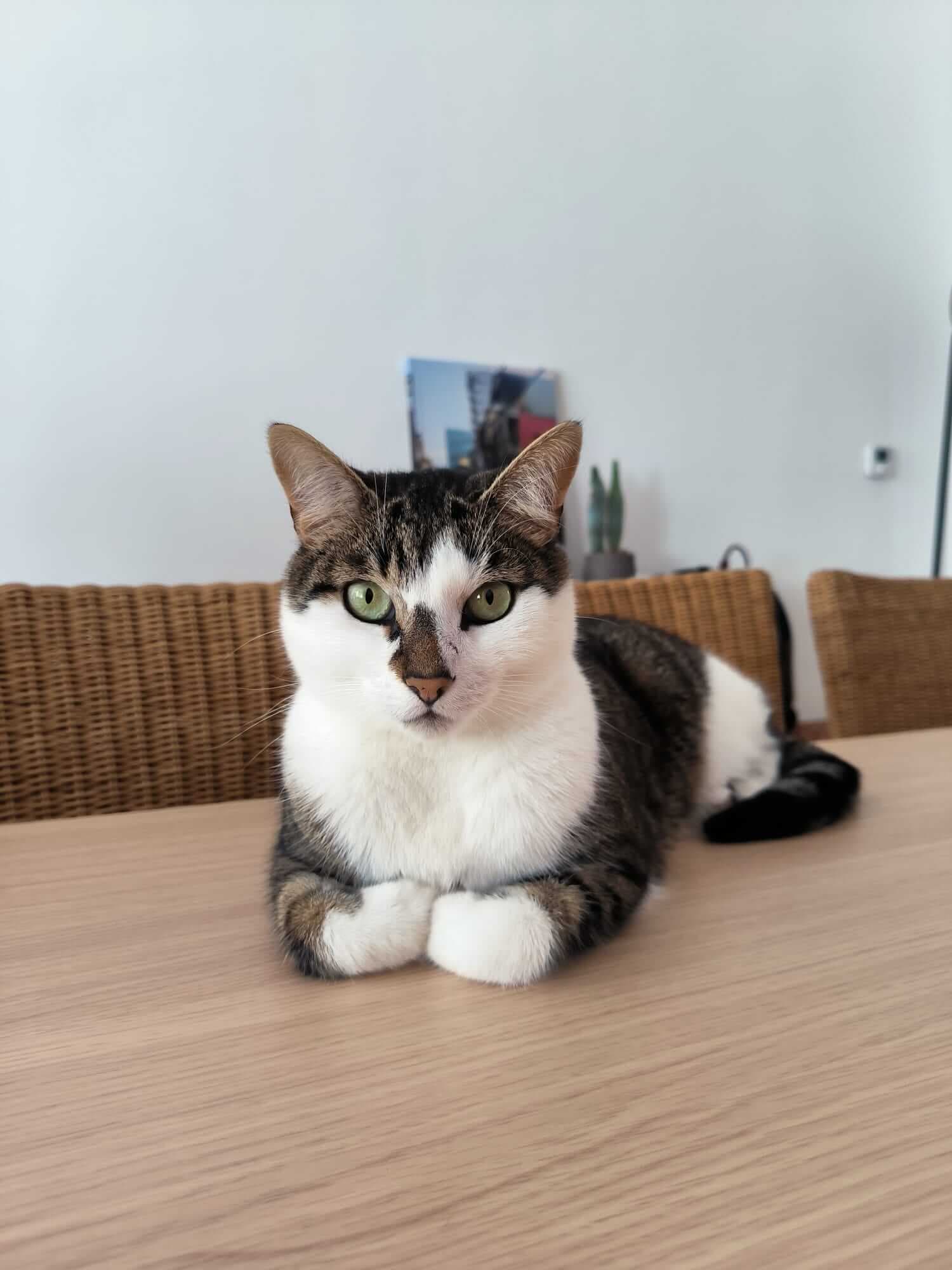 A tabby and white cat lying on a light wooden table, looking directly at the camera with striking green eyes. The cat has its white front paws neatly tucked inward, and the background shows wicker chairs and a white wall