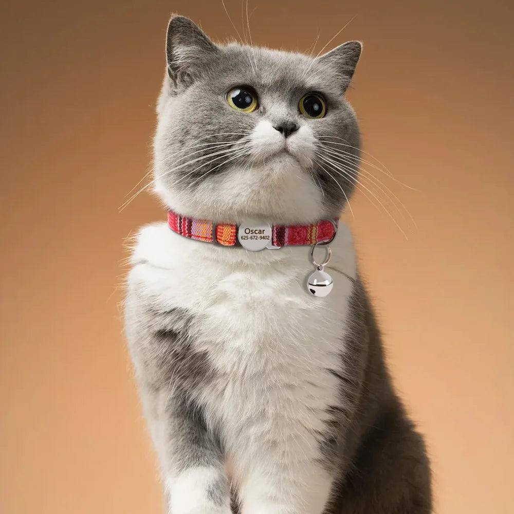 grey cat wearing engraved breakaway cat collar the charm