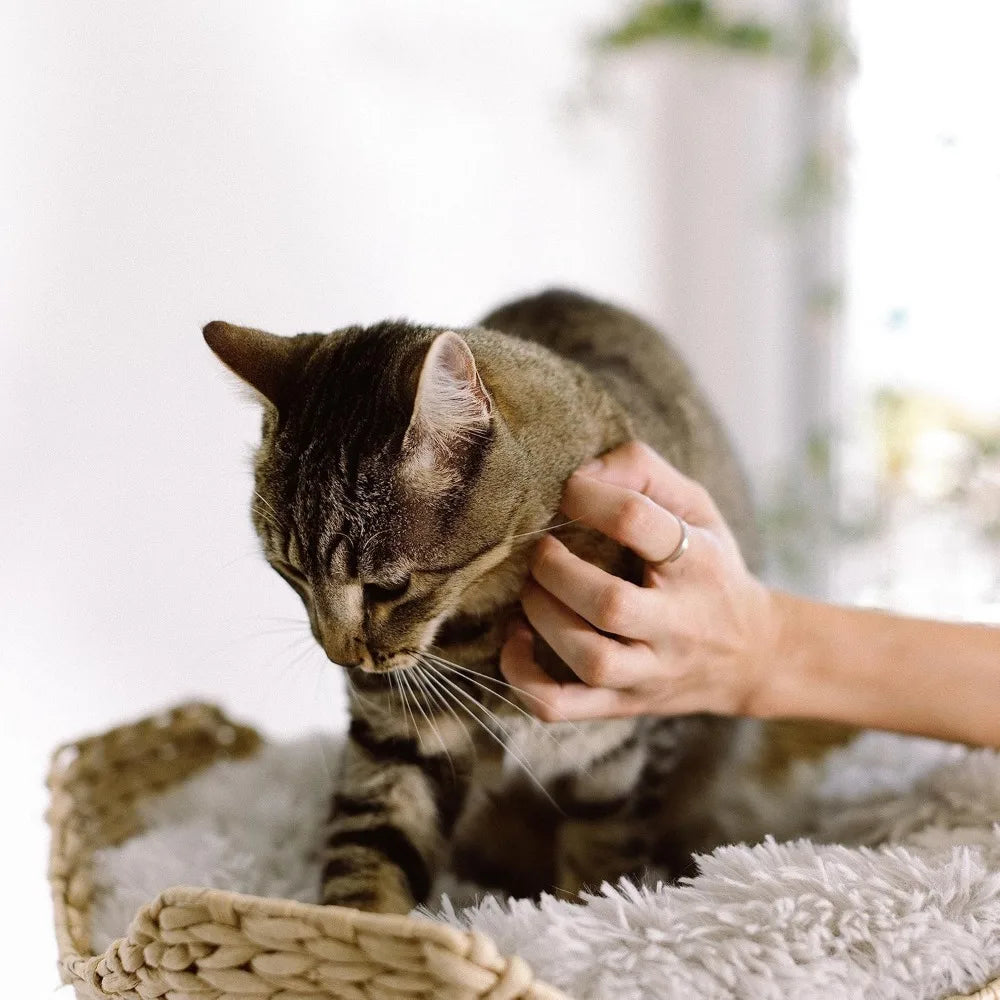 A brown tabby cat being gently petted while sitting inside a woven wicker pet basket lined with a fluffy white faux-fur blanket.