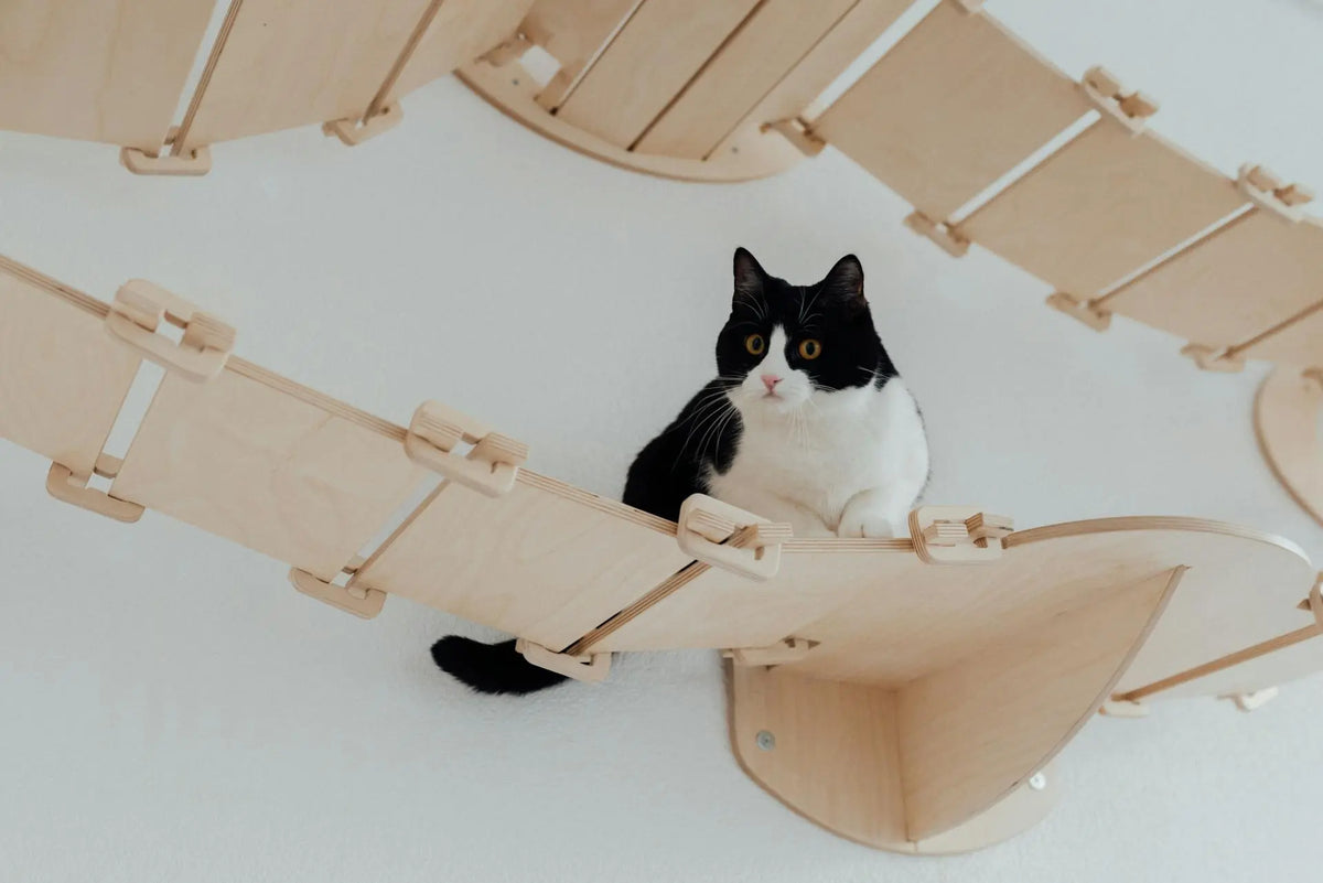 A black and white cat sitting high up on a wooden wall-mounted cat bridge against a white wall.