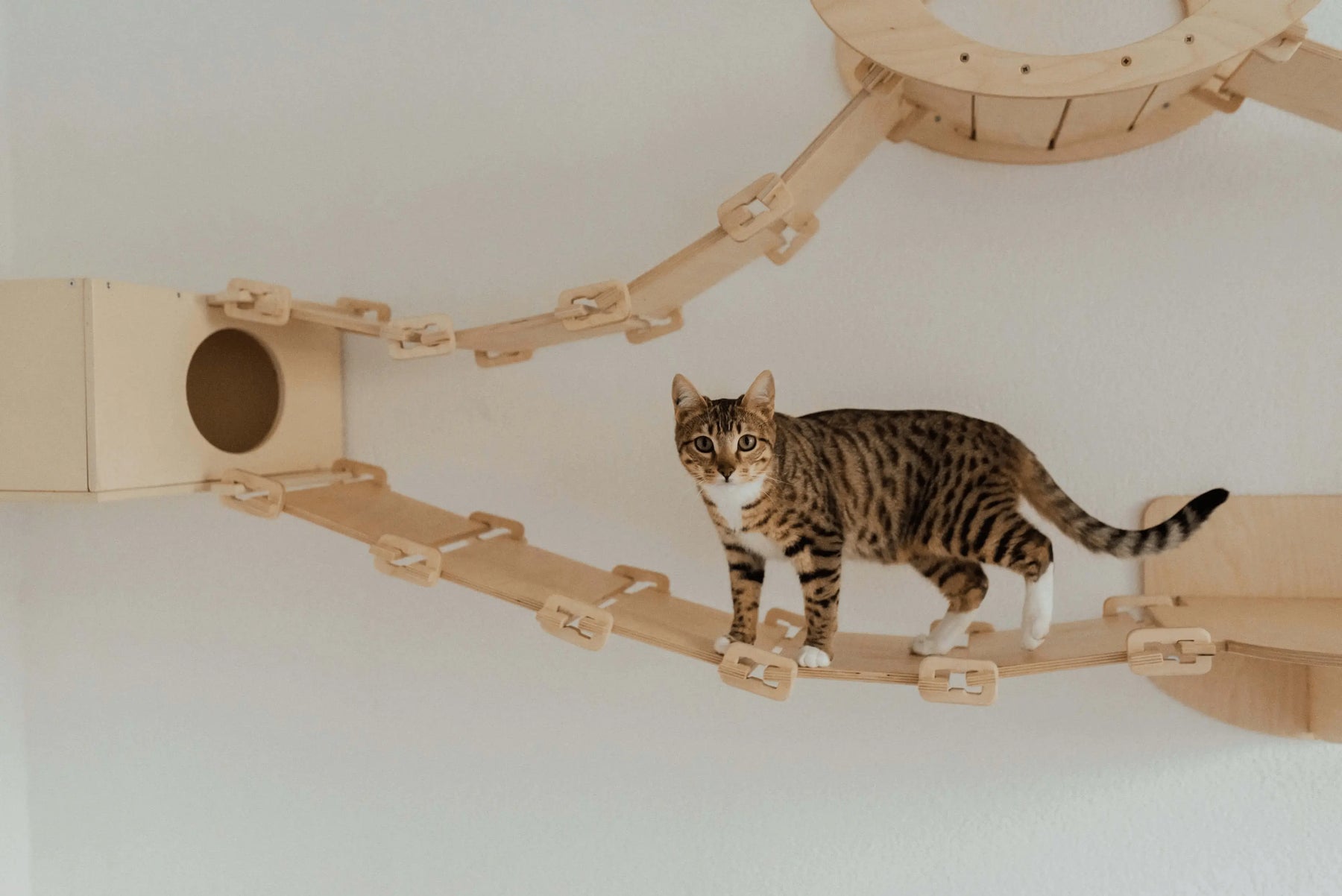 An indoor cat navigating a multi-piece Meowshelf climbing system, featuring a slatted wooden bridge connecting to a square wall-mounted cat house with a circular entrance hole.