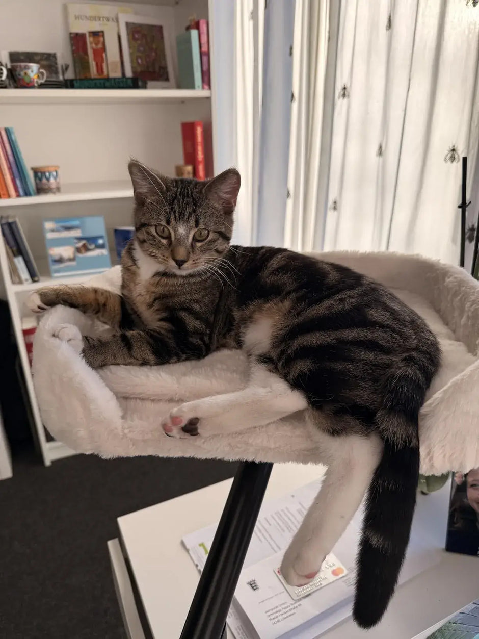 Cat resting in a rotating cat hammock attached to a desk.