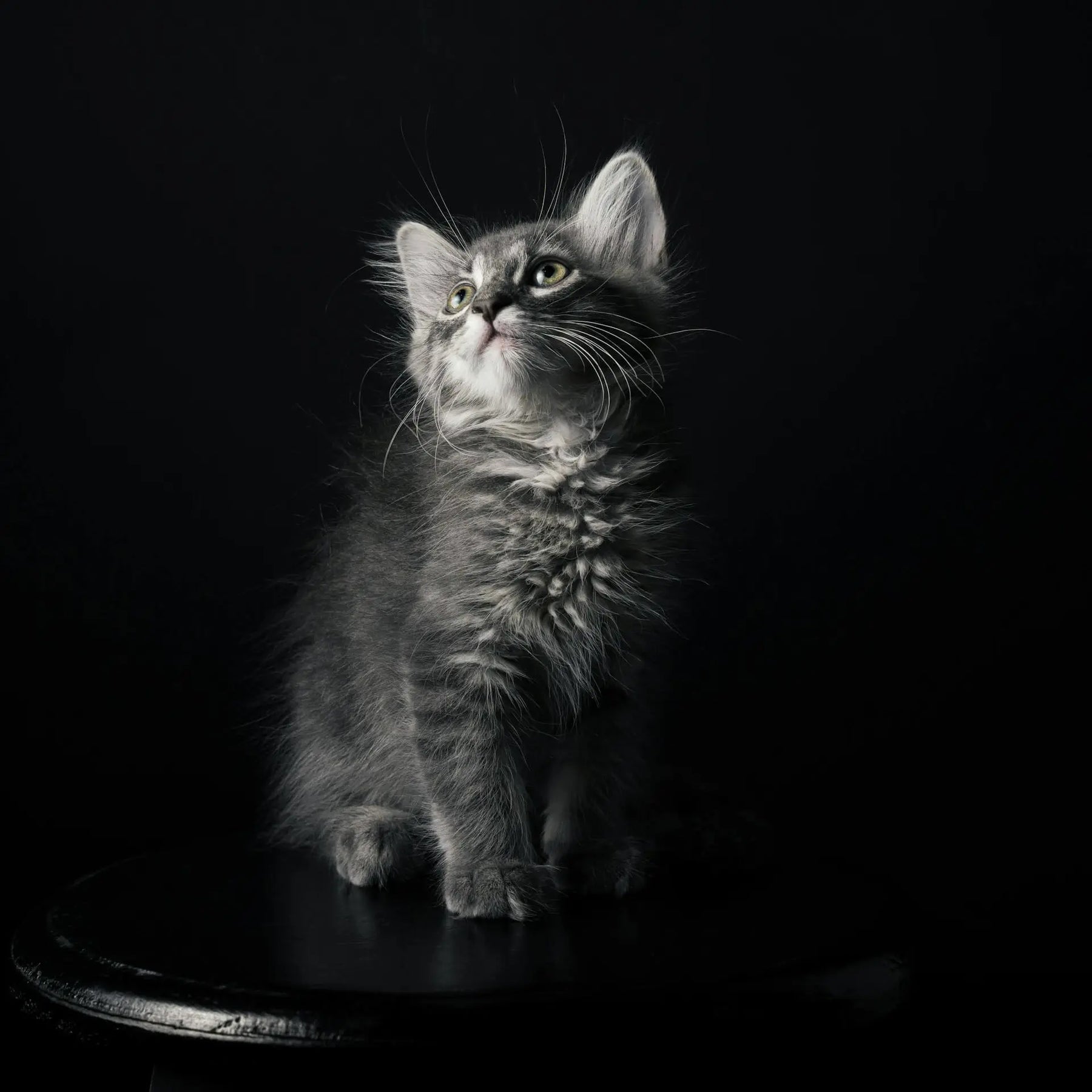 A small gray kitten sitting in the dark, looking up brightly as if gazing at a wall-mounted Meowshelf.