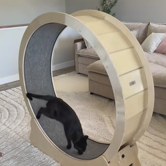 cat-running-inside-orbit-wheel-indoor-exercise-wooden-frame