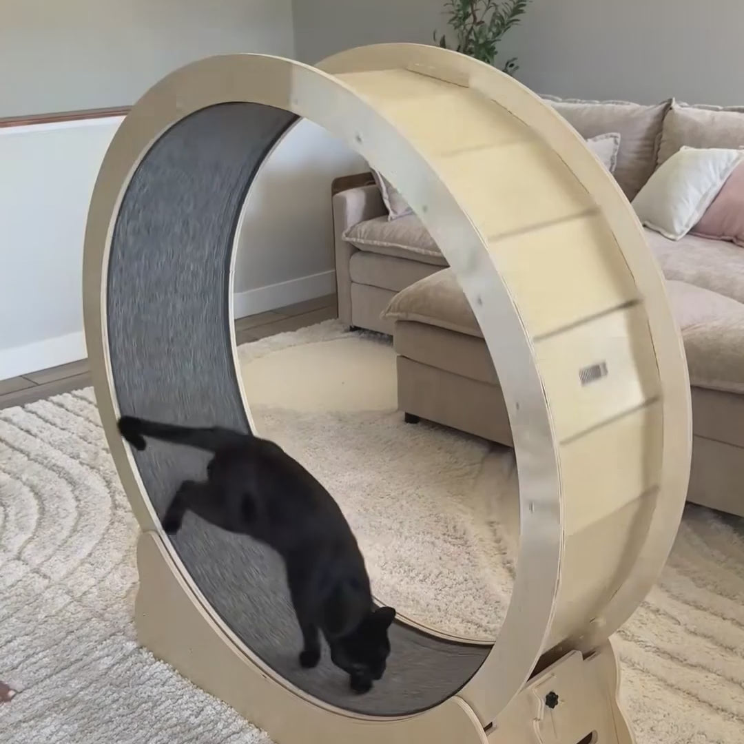 cat-running-inside-orbit-wheel-indoor-exercise-wooden-frame