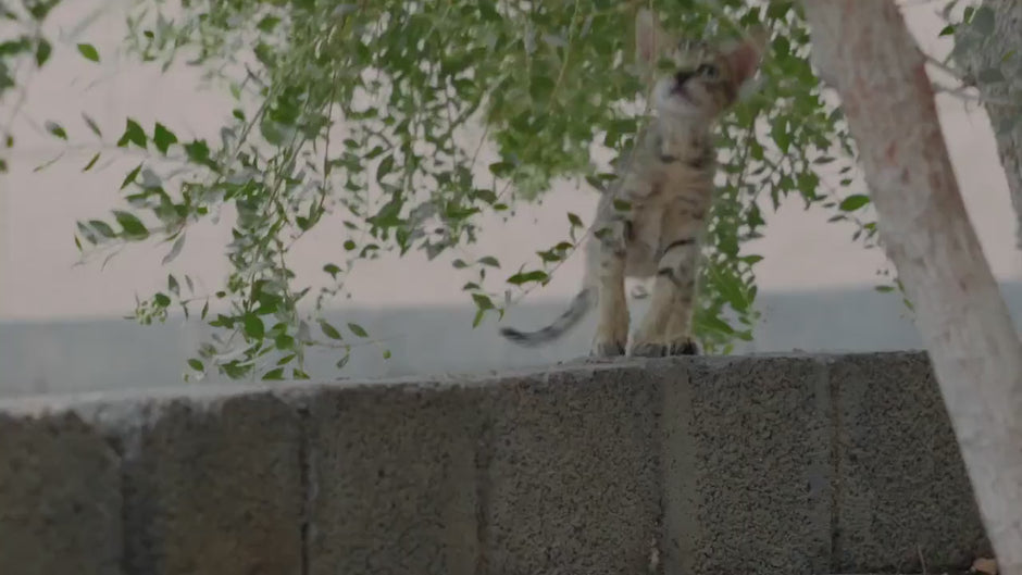 Kitty playing along a wall and advancing toward us