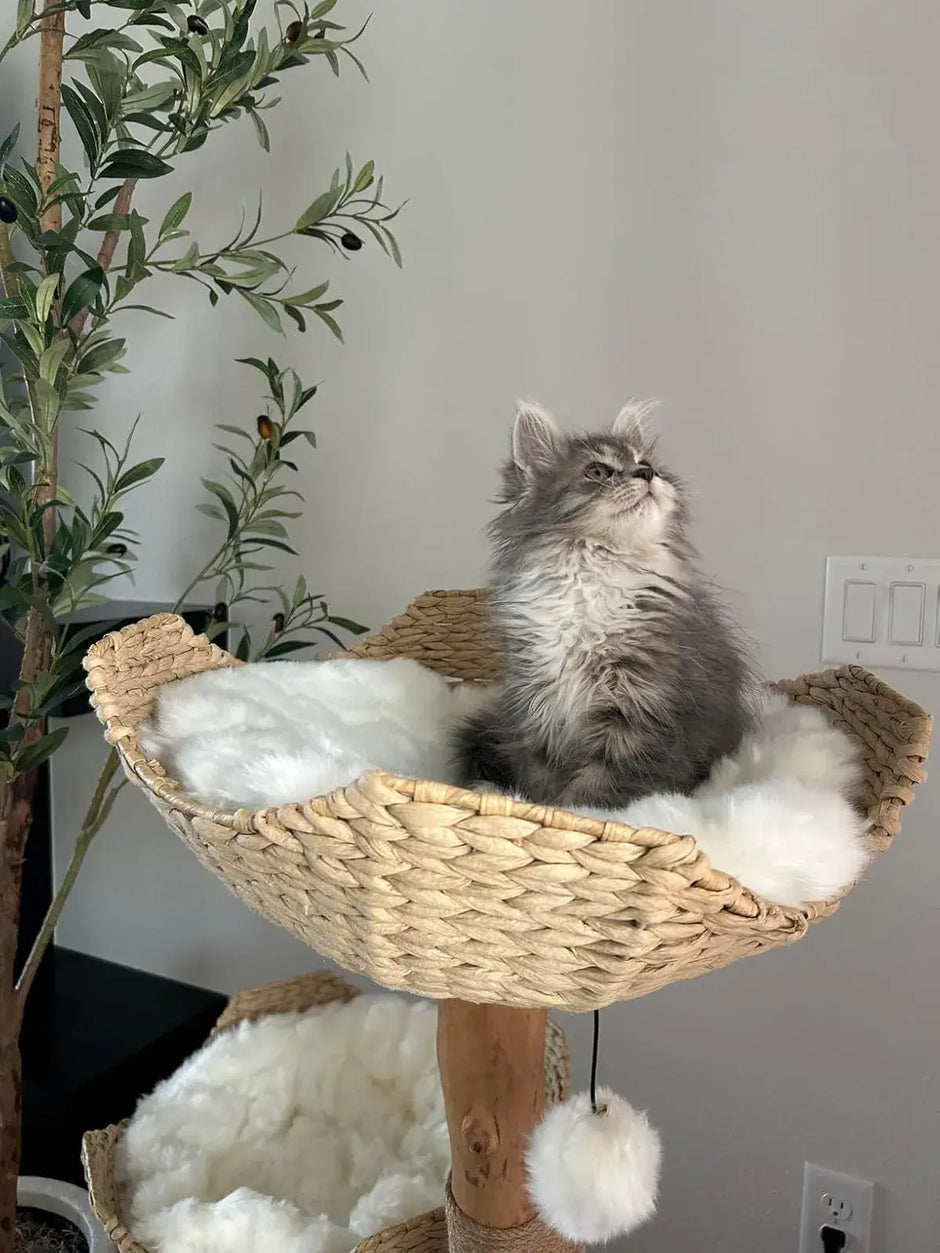 Tabby cat sitting comfortably in a flower bed of the Blossom Villa woven cat tree.