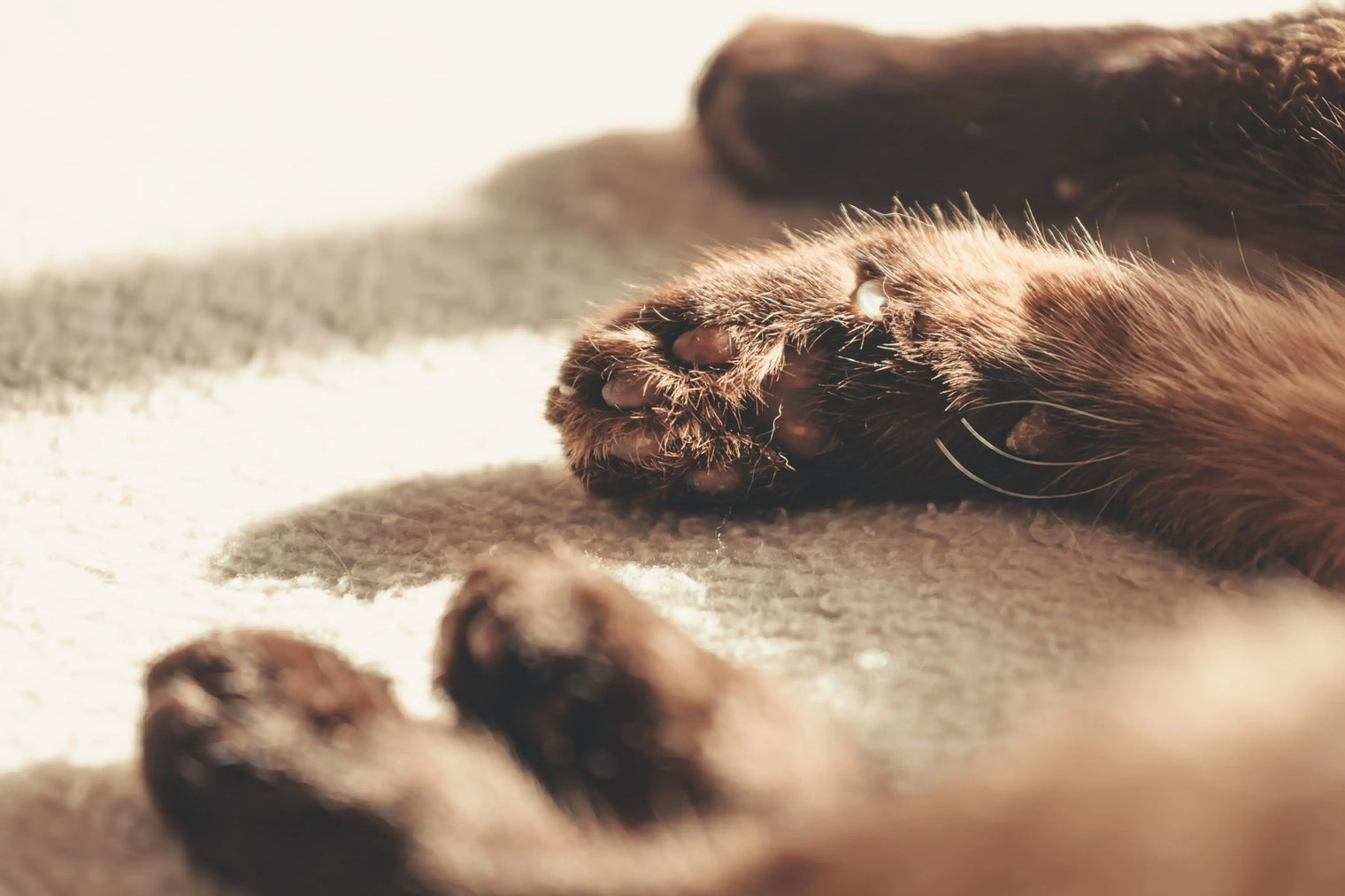Close-up of a cat's paw pads, showing dark brown toes and a hint of fur, resting on a light-colored, fuzzy surface in warm sunlight